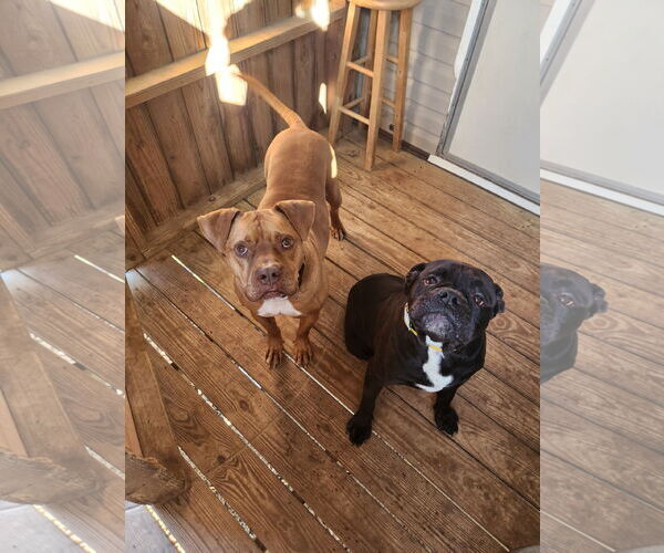 Medium Photo #3 American Bulldog-Unknown Mix Puppy For Sale in Shreveport, LA, USA