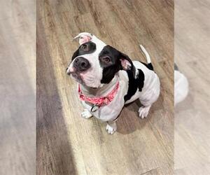 Mutt Dogs for adoption in Las Vegas, NV, USA