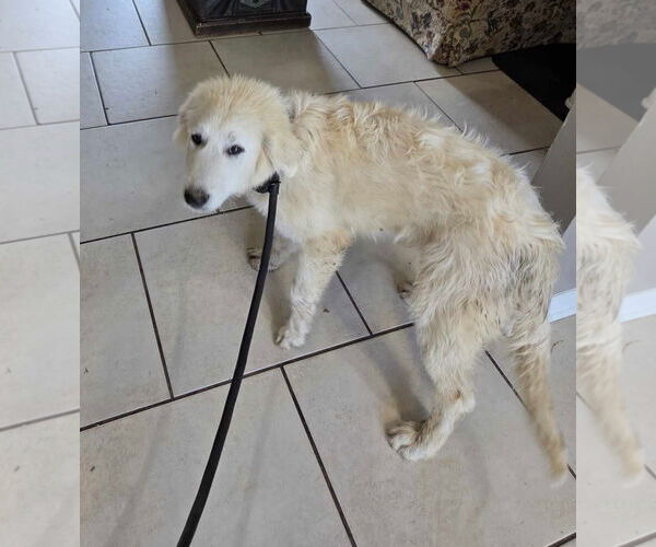 Medium Photo #8 Great Pyrenees Puppy For Sale in Croydon, NH, USA