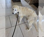 Small #7 Great Pyrenees