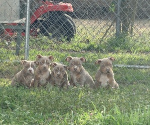 American Bully Puppy for sale in GASTON, SC, USA