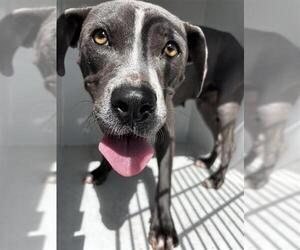 Mutt Dogs for adoption in Houston, TX, USA