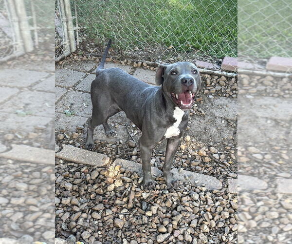 Medium Photo #3 American Pit Bull Terrier-Unknown Mix Puppy For Sale in Brewster, NY, USA