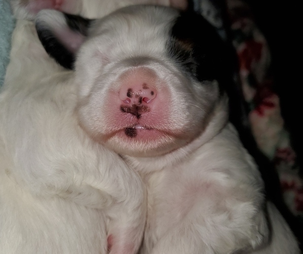 Medium Photo #7 Bernedoodle (Miniature) Puppy For Sale in LEETONIA, OH, USA