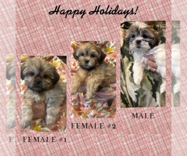 Medium Photo #1 Shorkie Tzu Puppy For Sale in FALL CREEK, WI, USA