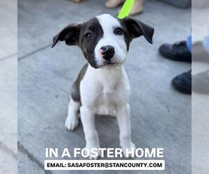 Staffordshire Bull Terrier-Unknown Mix Dogs for adoption in Modesto, CA, USA