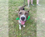 Small #13 American Pit Bull Terrier Mix