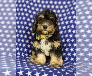 Bernedoodle-Miniature Bernedoodle Mix Puppy for sale in KIRKWOOD, PA, USA