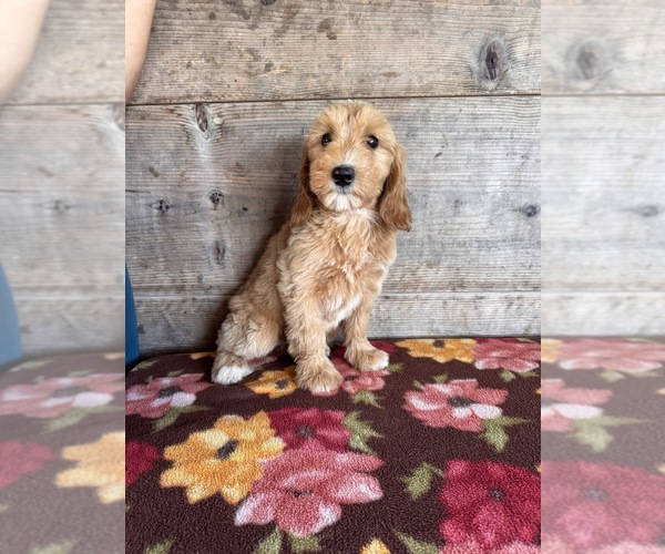 Medium Photo #20 Goldendoodle mix (+ Poodle Miniature) Puppy For Sale in VERMONTVILLE, MI, USA