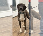 Small Photo #8 Mountain Cur-Unknown Mix Puppy For Sale in Boston, MA, USA