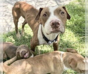Mutt Dogs for adoption in Houston, TX, USA