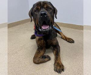 Mastiff-Unknown Mix Dogs for adoption in Aurora, CO, USA
