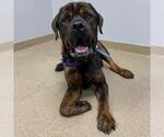Small Mastiff Mix