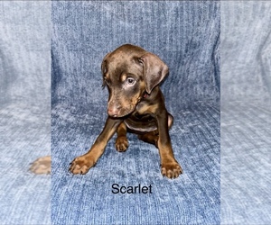 Medium Doberman Pinscher