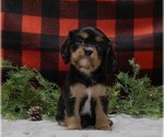 Small Photo #11 Cavalier King Charles Spaniel Puppy For Sale in MARCELLUS, MI, USA