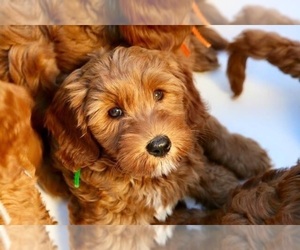 Australian Labradoodle Puppy for sale in MILL VALLEY, CA, USA