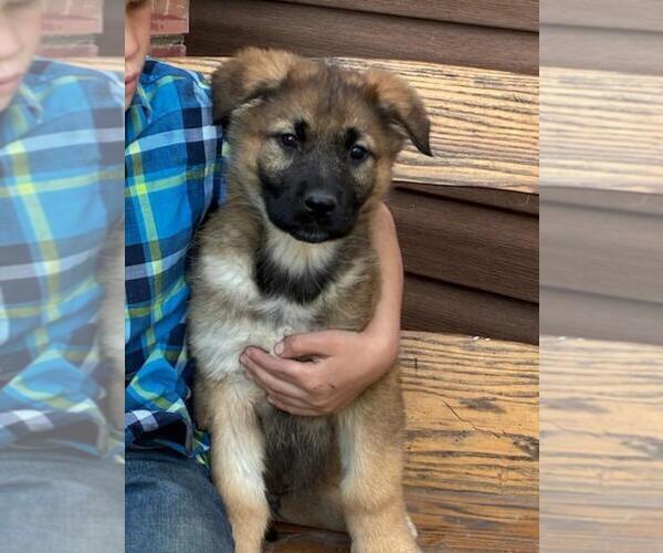 Medium Photo #5 German Shepherd Dog Puppy For Sale in GREENWOOD, WI, USA