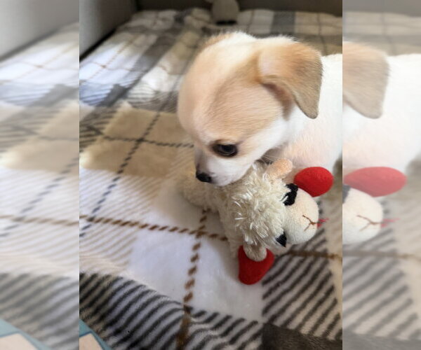 Medium Photo #4 Chihuahua-Unknown Mix Puppy For Sale in Mooresville, NC, USA