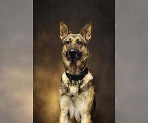 German Shepherd Dog Dogs for adoption in ALIQUIPPA, PA, USA