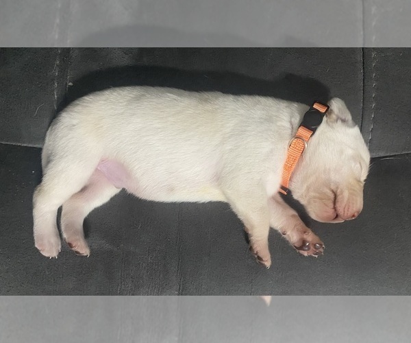 Medium Photo #21 Labrador Retriever Puppy For Sale in WILDWOOD, FL, USA