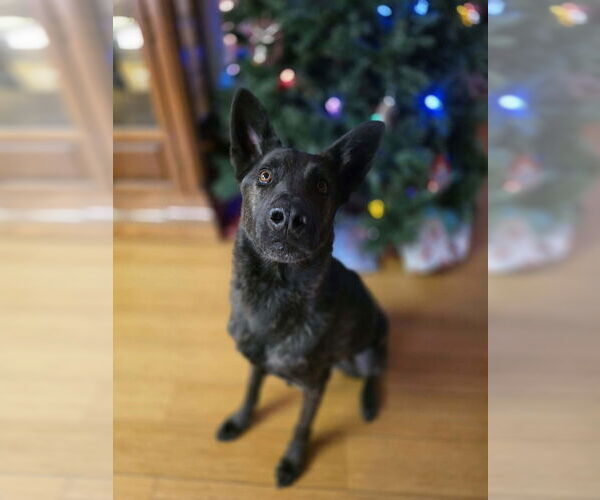 Medium Photo #1 Holland Shepherd Puppy For Sale in Imlay City, MI, USA