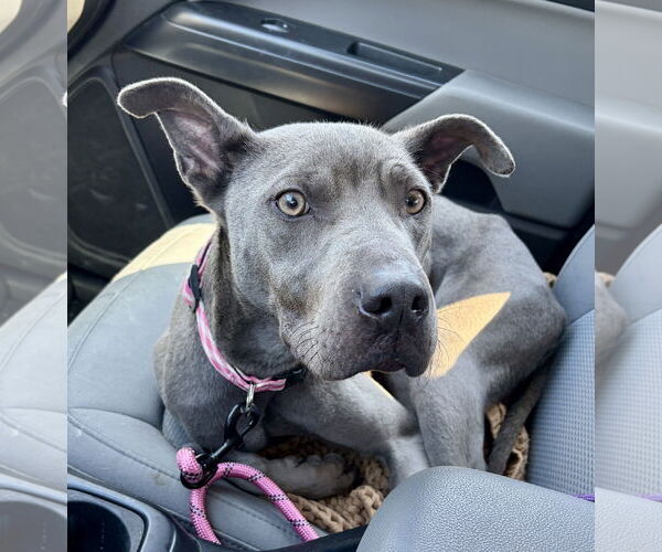 Medium Photo #2 Blue Lacy Puppy For Sale in Houston, TX, USA