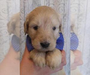 Goldendoodle Puppy for sale in LOWVILLE, NY, USA
