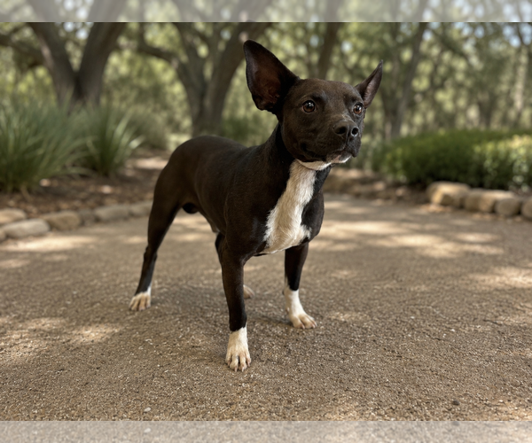 Medium Photo #4 Mutt Puppy For Sale in PIPE CREEK, TX, USA