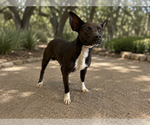 Small #3 Mutt