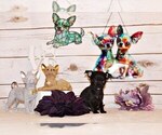 Puppy Gilley Chihuahua