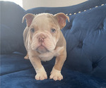 Small Photo #7 English Bulldog Puppy For Sale in PORTLAND, OR, USA