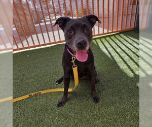 American Pit Bull Terrier-Unknown Mix Dogs for adoption in Las Vegas, NV, USA