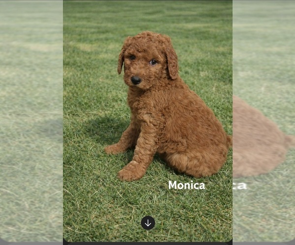 Medium Photo #2 Poodle (Standard) Puppy For Sale in REDKEY, IN, USA