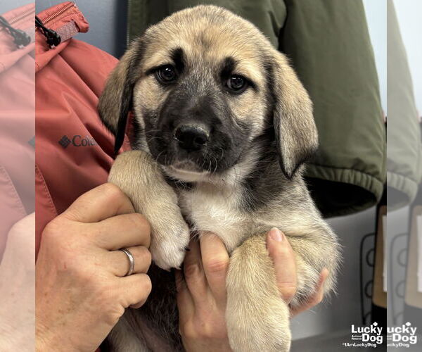 Medium Photo #3 Labrenees Puppy For Sale in Washington, DC, USA