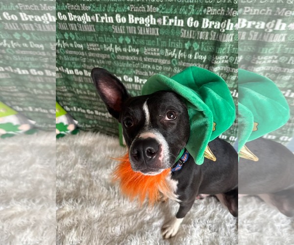 Medium Photo #2 American Pit Bull Terrier-Unknown Mix Puppy For Sale in Germantown, OH, USA