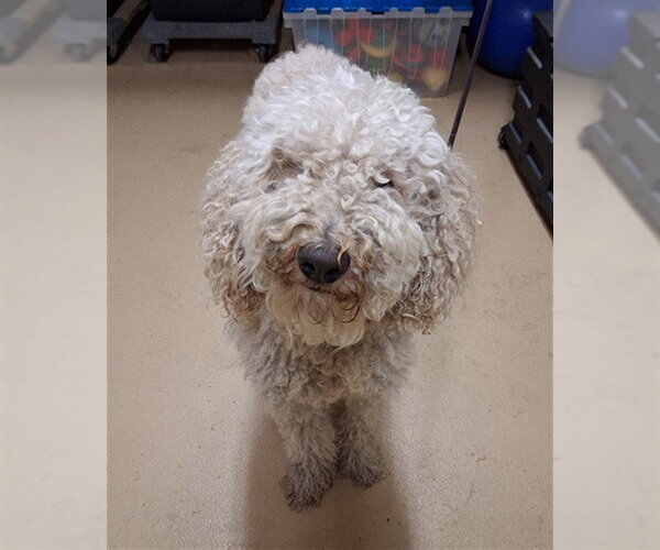 Medium Photo #1 Poodle (Standard)-Unknown Mix Puppy For Sale in Chula Vista, CA, USA