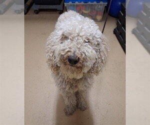 Poodle (Standard)-Unknown Mix Dogs for adoption in Chula Vista, CA, USA