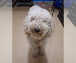 JONATHON - Male Poodle (Standard)-Unknown Mix Dog for Adoption - Small photo
