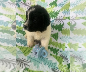 Great Pyrenees-Newfoundland Mix Puppy for sale in HERTFORD, NC, USA