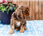 Small Photo #35 Cocker Spaniel Puppy For Sale in WAKARUSA, IN, USA