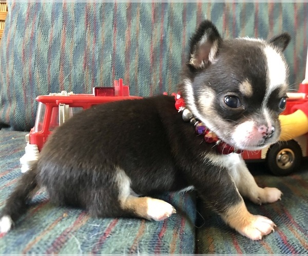 Medium Photo #2 Chihuahua Puppy For Sale in NEWVILLE, PA, USA