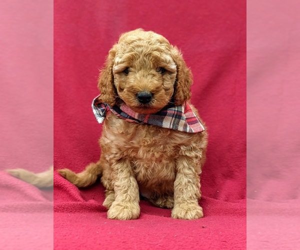 Medium Photo #1 Goldendoodle-Poodle (Miniature) Mix Puppy For Sale in LINCOLN UNIV, PA, USA