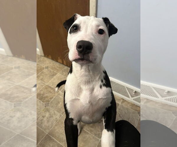 Medium Photo #6 American Pit Bull Terrier-Unknown Mix Puppy For Sale in Germantown, OH, USA