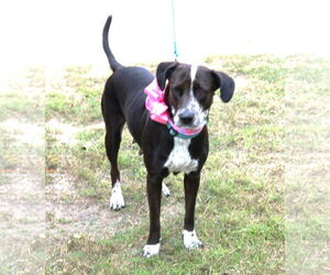 Plexie - Female Lab-Pointer Dog for Adoption - Photo #4