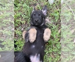 Puppy Pink German Shepherd Dog