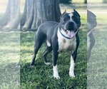 Small Photo #1 American Pit Bull Terrier Puppy For Sale in Social Circle, GA, USA