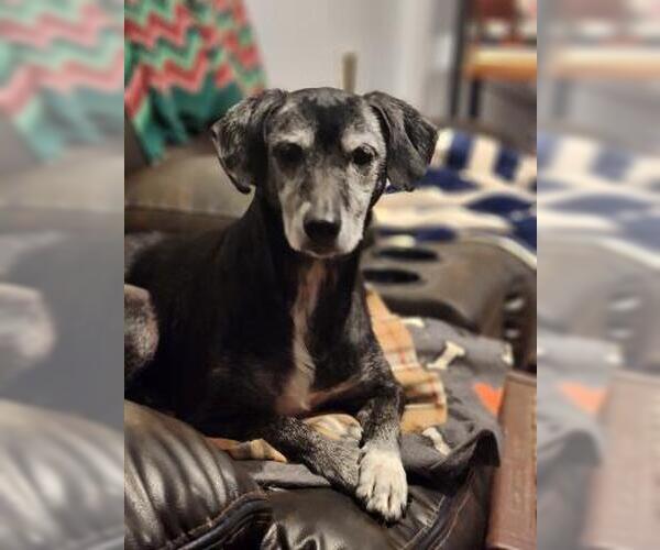 Medium Photo #2 Beagle-Unknown Mix Puppy For Sale in Seven Valleys, PA, USA