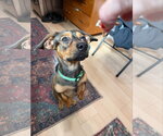 Small #2 Dachshund Mix