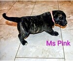 Puppy Ms Pink Presa Canario
