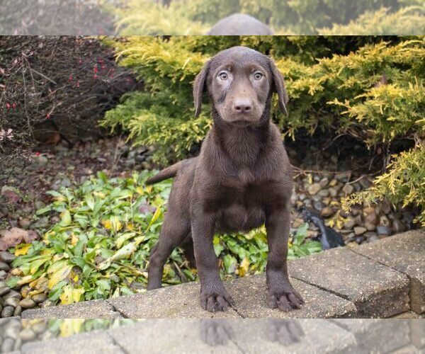 Full screen Photo #3 Labrador Retriever Puppy For Sale in SUGARCREEK, OH, USA